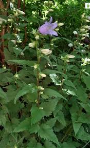 Attēlu rezultāti vaicājumam “Campanula trachelium leaf”