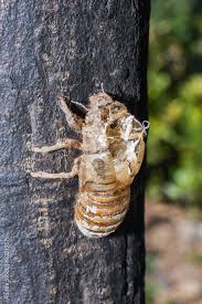 Attēlu rezultāti vaicājumam “exuvia”