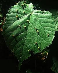 Attēlu rezultāti vaicājumam “Eriophyes tiliae”