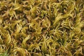 Attēlu rezultāti vaicājumam “Dicranum bergeri”