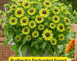 Image result for Rudbeckia Paradisio