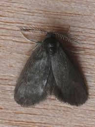 Attēlu rezultāti vaicājumam “Psyche casta”