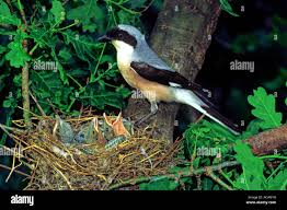 Attēlu rezultāti vaicājumam “Laniidae”