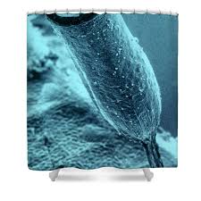 Attēlu rezultāti vaicājumam “Craterium minutum”