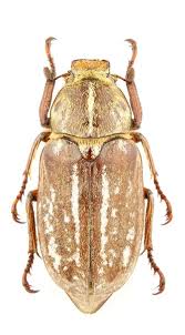 Attēlu rezultāti vaicājumam “Ostoma ferruginea”