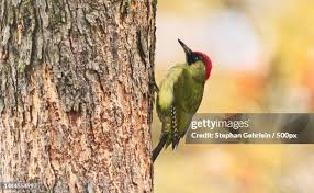 Attēlu rezultāti vaicājumam “Picus viridis nest”