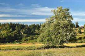 Attēlu rezultāti vaicājumam “Alnus”