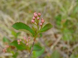Attēlu rezultāti vaicājumam “Aronia melanocarpa flower”