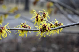 Attēlu rezultāti vaicājumam “Hamamelis mollis flower”