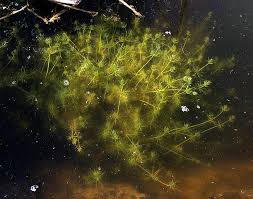 Attēlu rezultāti vaicājumam “Chara polyacantha”