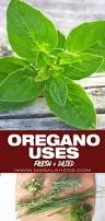 Image result for Oregano