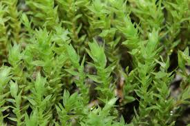 Attēlu rezultāti vaicājumam “Pohlia wahlenbergii”