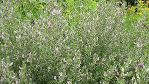 Attēlu rezultāti vaicājumam “Ononis arvensis”