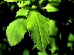 Attēlu rezultāti vaicājumam “Impatiens noli-tangere leaf”