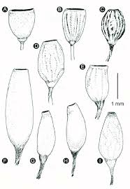 Attēlu rezultāti vaicājumam “Hedwigia ciliata sporophyte”