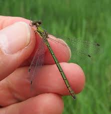 Attēlu rezultāti vaicājumam “Lestes dryas female”