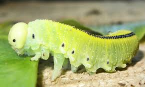 Attēlu rezultāti vaicājumam “Cystiphora sanguinea larva”