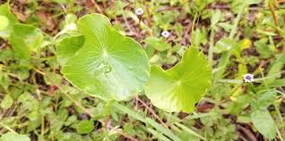 Attēlu rezultāti vaicājumam “Hydrocotyle vulgaris bud”