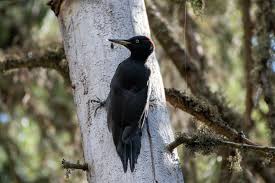 Attēlu rezultāti vaicājumam “Dryocopus martius adult”