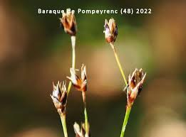 Attēlu rezultāti vaicājumam “Luzula pilosa fruit”