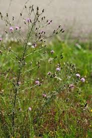 Attēlu rezultāti vaicājumam “Centaurea stoebe”