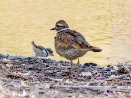 Image result for Charadrius vociferus