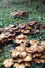 Attēlu rezultāti vaicājumam “Armillaria mellea”