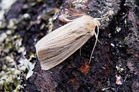 Attēlu rezultāti vaicājumam “Mythimna impura”