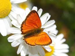 Attēlu rezultāti vaicājumam “Lycaena virgaureae female”