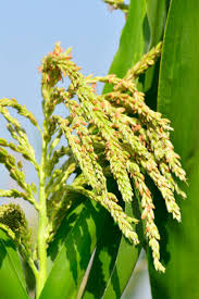 Attēlu rezultāti vaicājumam “Zea mays male flower”