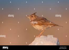 Attēlu rezultāti vaicājumam “Galerida cristata adult”