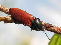 Attēlu rezultāti vaicājumam “Ampedus sanguineus”