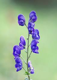 Image result for Aconitum napellus