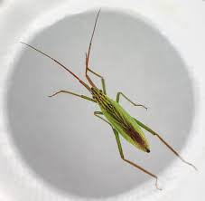 Attēlu rezultāti vaicājumam “Dienerella elongata”