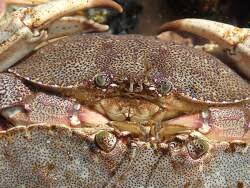 Image result for Cancer irroratus