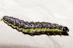 Attēlu rezultāti vaicājumam “Evergestis pallidata”