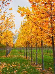 Attēlu rezultāti vaicājumam “Liriodendron tulipifera”