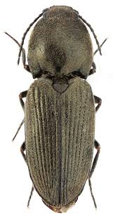 Attēlu rezultāti vaicājumam “Rhynchaenus lonicerae”