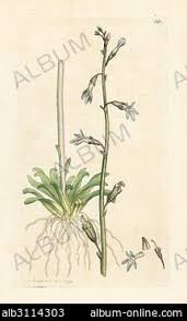 Attēlu rezultāti vaicājumam “Lobelia dortmanna bud”