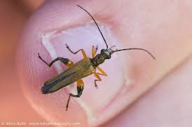 Attēlu rezultāti vaicājumam “Oedemera femorata”