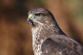 Attēlu rezultāti vaicājumam “Buteo buteo”