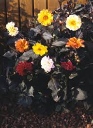 Image result for Dahlia x pinnata `Redskin`