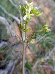 Attēlu rezultāti vaicājumam “Sisymbrium volgense flower”