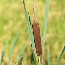 Image result for Rohrkolben