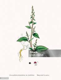 Attēlu rezultāti vaicājumam “Chenopodium polyspermum var. acutifolium”