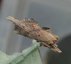 Attēlu rezultāti vaicājumam “Pterostoma palpina larva”