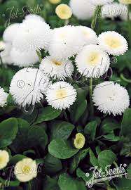 Attēlu rezultāti vaicājumam “Bellis perennis flower”