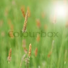 Attēlu rezultāti vaicājumam “Alopecurus pratensis flower”
