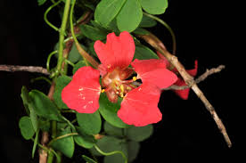 Attēlu rezultāti vaicājumam “Tropaeolaceae”