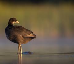 Attēlu rezultāti vaicājumam “Fulica atra adult”